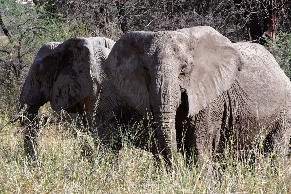 Samburu Nat. Resserve